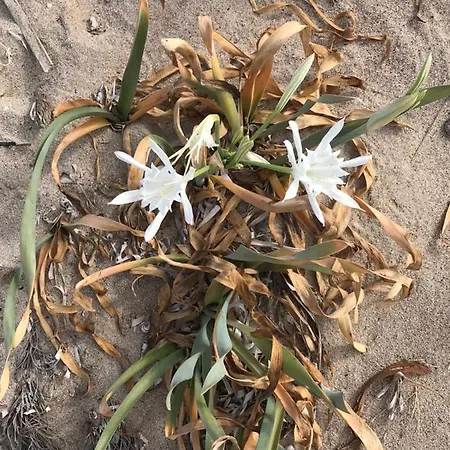 Nonsolomare 아파트