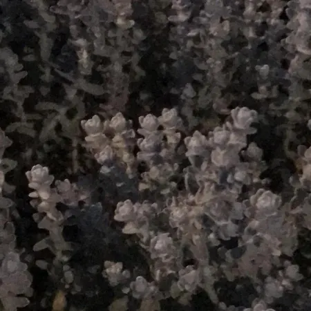 Nonsolomare 아파트 *